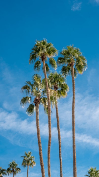 风扇的棕榈树
